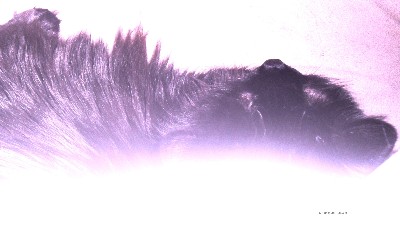 Cat 9